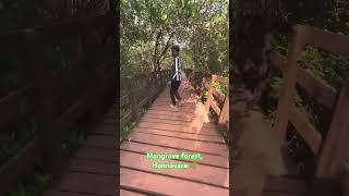 Mangrove forest Honnavara #honnavara #mangrove #traveldaiaries #woodwalk