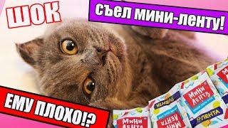 КОТЕНОК БАТТЕРС СЪЕЛ МИНИ ЛЕНТУ? ЕМУ ПЛОХО? ЧТО СЛУЧИЛОСЬ? МЫ РАССТРОЕНЫ | КОТЕНОК ВИДЕОБЛОГЕР