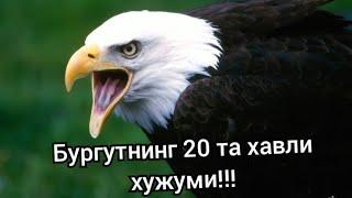 Бургутнинг 20 та хавли хужуми!!! Бургут бўри айиқ ечки тулки илон ва бошқаларни овлагани чиқди!!!