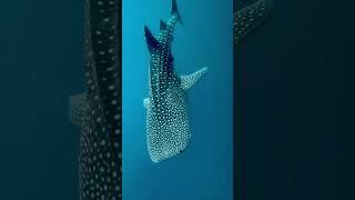 Филиппины Китовые акулы Philippines Whale shark