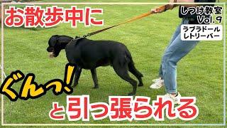 【犬しつけ】【ラブラドール】飼い主さんに注目しながら歩く練習方法。引っ張り癖を改善してお散歩を楽しもう