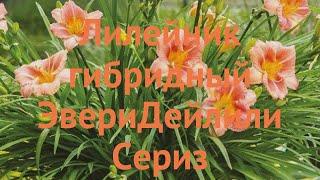 Лилейник гибридный ЭвериДейлили Сериз  обзор: как сажать, саженцы, луковицы лилейника