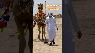 MOTi ki perfect performance|| maweshi mandi #camel #yt