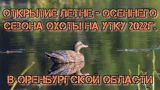 Утиные истории Открыли летне-осеннего сезон охоты 2022 на утку в Оренбургской области Охота с лодки