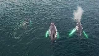 Whales by Drone