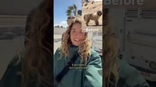 Matted dog gets a much-needed trim #shorts