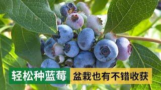 How to grow blueberries in a pot | 轻松种蓝莓，盆栽也有不错的收获，看我去年盆栽的蓝莓现在怎么样了，家庭必种水果