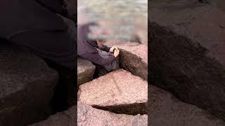 Люди думали, что дикий гусь пытается их укусить, когда на самом деле он просил помощи