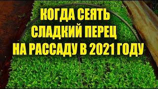 Когда сеять сладкий перец на рассаду в 2021 году