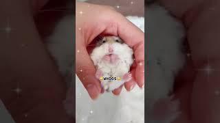 ️Sending…Virtual Sunshine️ #hamster #cutehamster #roborovski