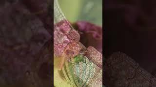 High Jewelry Collections 2023 | Only Natural Diamonds