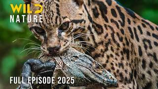 CERRADO | Secrets of the World’s Hidden Savanna #naturedocumentaries | Wild Nature