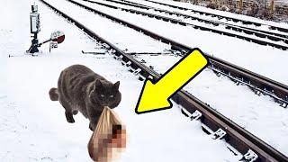 The Cat Found The Abandoned Child Between The Rails. What She Did Next Left Everyone in Awe