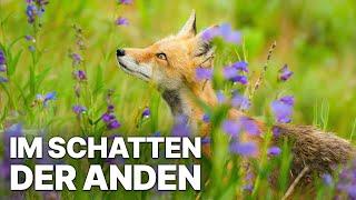 Im Schatten der Anden | Wunder der Natur