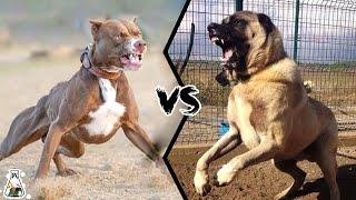 PITBULL VS KANGAL - Which is stronger?