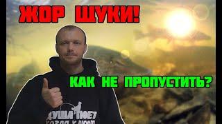 Когда НЕРЕСТ ЩУКИ? Не пропустите ЖОР!