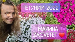 ИСТОРИЯ моих ПЕТУНИЙ 2022 | ZACVETET вдохновляет и мотивирует на цветущий сад