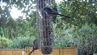Just so adorable! Long tailed tit birds are so cute  #birds #birdvideo #gardenbirdsuk #titbirds