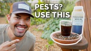 How to Use Neem Oil to Control Pests & Diseases