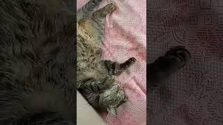 Тишка работает, а Барсенька спит #отдыхэтохорошо!