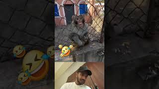 Monkey the man #reels #shorts #fypシ゚viral #fypシ゚ #animal #funny #monkey #foryou