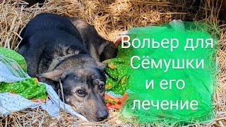 Вольер для Сёмы и его лечение