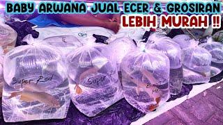 BABY ARWANA GROSIRAN‼️UPDATE HARGA ARWANA GROSIRAN & ECER || PASAR IKAN HIAS JATINEGARA‼️