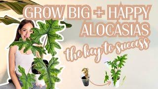 grow BIG + HAPPY Alocasias successfully transfer from soil to pon with ease