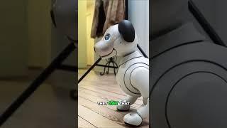 Mind-Blowing Lifelike Robot: IBO 6th Generation Review