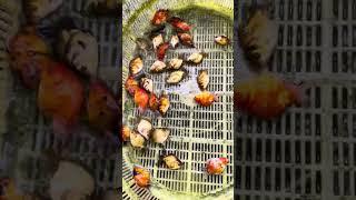 The goldfish fry that are 3 and a half months old can be sold! #koi #goldfish #fish #aquarium