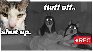 Huskies HOME ALONE  Part 1. (CAT tells them to SHUT UP!)