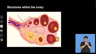 Understanding The Menstrual Cycle  S1