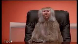 Бабуин в офисе | Baboon at office