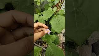 my plants  planting #naturelife #gardening #plants #faming #greenplants #success #succulent