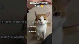 /RANKING CATS GETTING PETTED!  #cats #funnycats #shorts