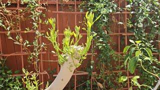 Stumping Avocado Trees to Keep Them Small