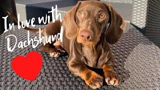 Playful Sausage Dog Video  Dachshund Lovers Cute Weiner dog IG Compilation. Miniature Puppies Video.