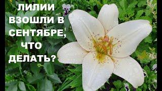 Луковицы лилий взошли осенью, что делать?