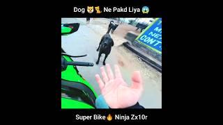 Dog Ne Pakd Liya| Super Bike | Ninja Zx10r |Video by @aamir__majid