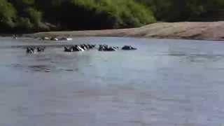 Who was more curious? | Hippos pod during our Sunset Boat Cruise | Nyerere National Park | Tanzania