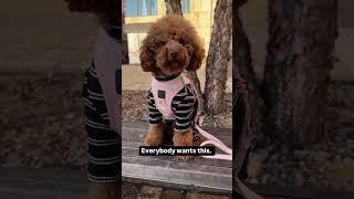 Your Dog Runs NYC in Style 