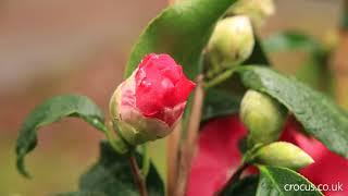 How to grow Camellias | Crocus.co.uk