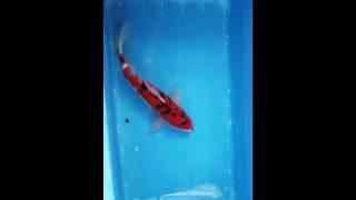 14" Sanke Koi Carp fish for sale @ love aquatics