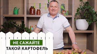 Мы ЗНАЕМ, чем болеет ВАШ картофель (гайд по болезням)