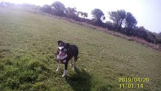Dog walk 20th april