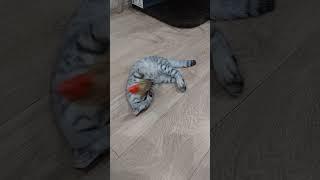 Melisa #cat #прикол #юмор #shorts