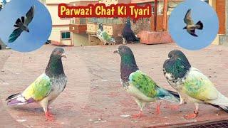 Parwazi Chat Sy Tyari Shro Kar Dy | Kabootar Uray | Hashim Mahmood Pigeons