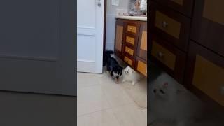 Lulu spitz #pets #dog #animais #desenho #lulu #spitz #chihuahua #cachorro #shorts #viralvideo #gato
