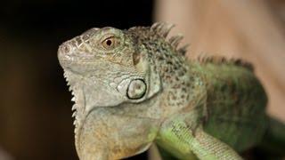 4 Cool Facts about Green Iguanas | Pet Reptiles
