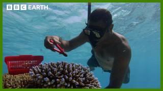 Replanting A Coral Reef | South Pacific | BBC Earth